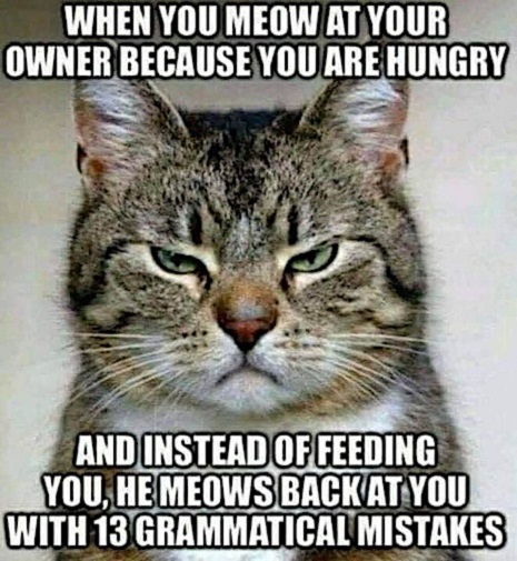 terry glenn cat meows hungry.jpg